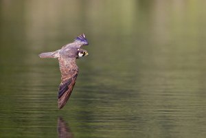 Eurasian hobby