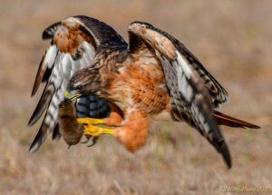 Red-tailed hawk playing with prey in flight