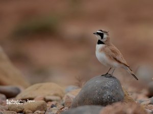 Temminck's Lark