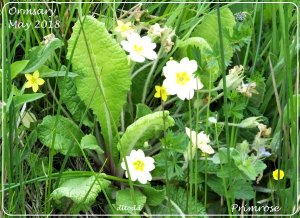 Yellow and green