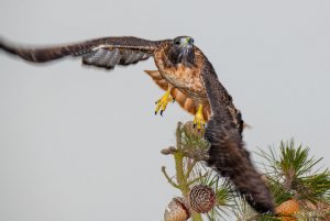 Red-tailed hawk taking off from tree