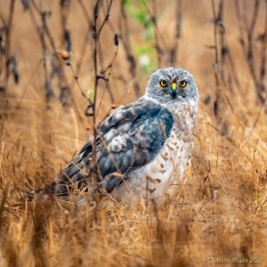 Female northern harrier in field