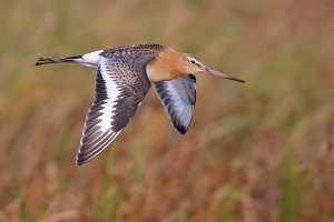 Black-tailed Godwit