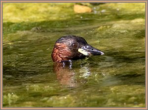 Little Grebe