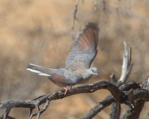 Diamond Dove