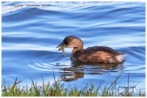 Little Grebe