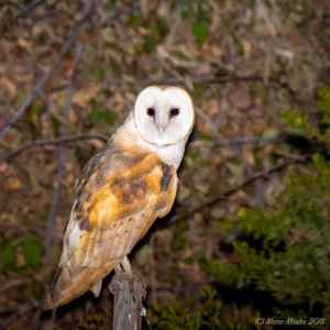 Barn Owl