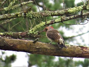 Northern Flicker (at last!)