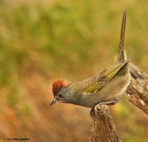 Green-tailed Towhee