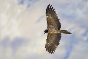 Bearded vulture young