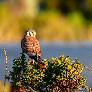 American Kestrel