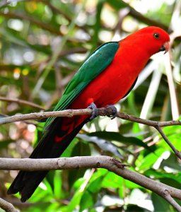 Australian king parrot