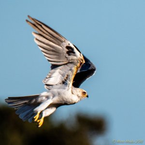 White-tailed kite with old wounds