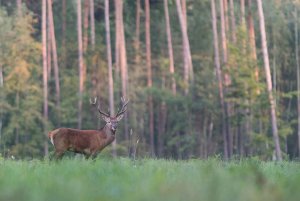 Cervus elaphus