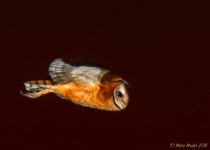 Barn owl in flight