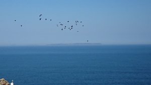 Choughs in flight, Jersey, Channel Islands.