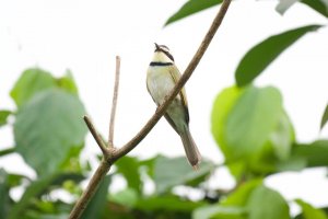 White throated bee-eater