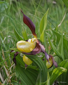 Ladys-slipper Orchid