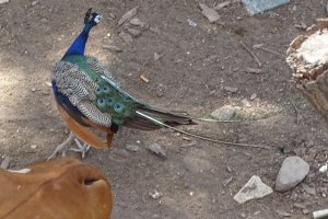 Peafowl Male