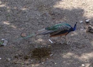 Peafowl Male