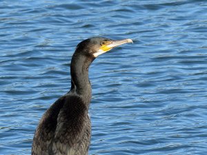 cormorant