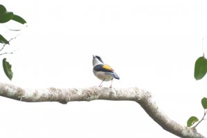 Blyths Shrike Babbler