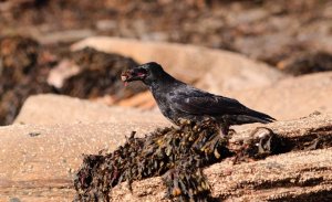 Carrion Crow