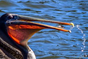 Brown Pelican and His Fish