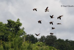 Lesser Whistling Ducks