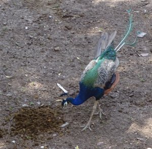 Peafowl Male