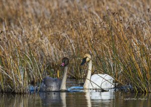 Cygnet_Adult