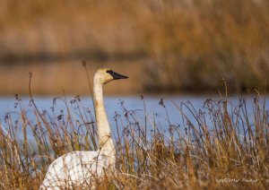 Trumpeter Swansn