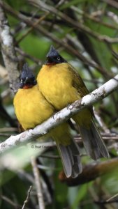 Black Crested Bulbul