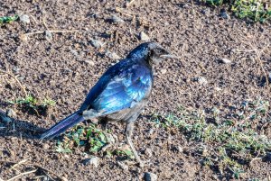 Ruppell's Starling juvenile