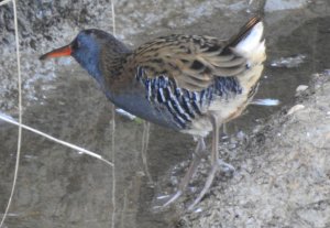 Water Rail