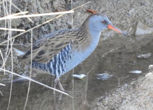 Water Rail