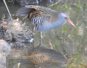 Water Rail