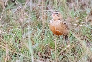 Rosy-throated Longclaw juvenile