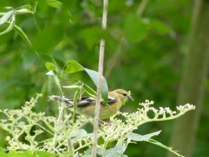 Juvie goldfinch