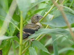 lonely baby goldfinch