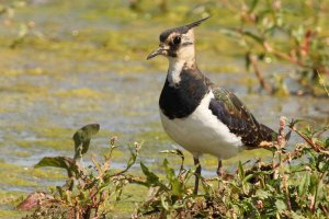 northern lapwing