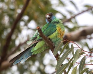 Australian Ringneck ('Mallee Ringneck')