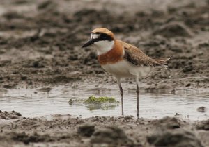 greater sand plover