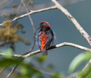 Scarlet-Backed Flowerpecker (Juvenile)