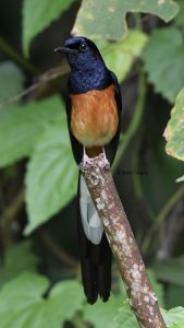 White Rumped Shama