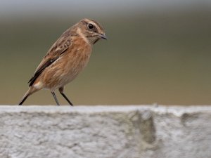 Stonechat