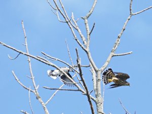 Blue jay playing tag with merlin