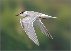 Common Tern in flight.