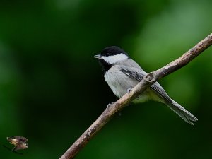 Carolina Chickadee