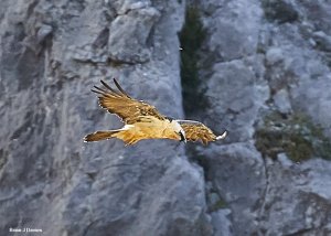 Lammergeier - Bearded Vulture - Quebrantahuesos